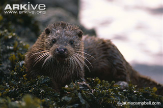 Illustration for article titled Monday Mustelid - Lutra lutra Edition